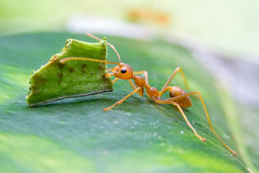 Close up image of a leaf cutter ant 