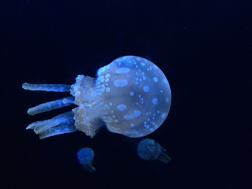 Image of a White-spotted jellyfish, Phyllorhiza punctata