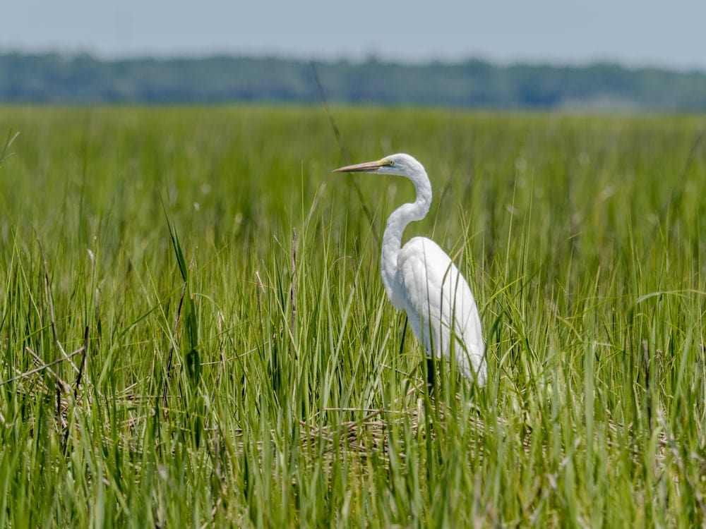 A white heron on a salt marsh