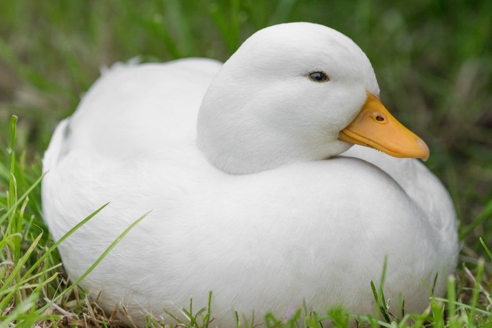 Image of a small white call duck