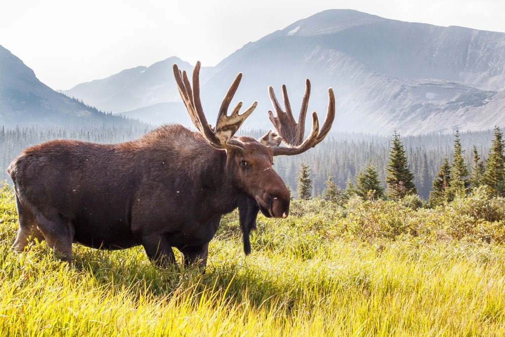 Image of a wild moose in grass