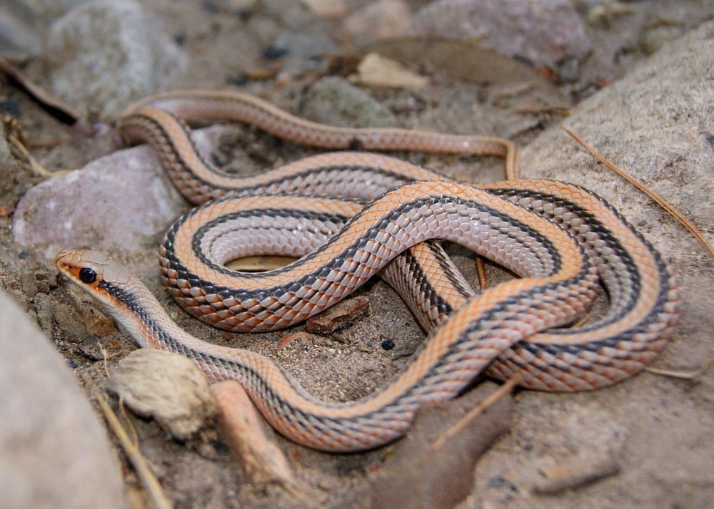 Image of a Texas patchnose snake