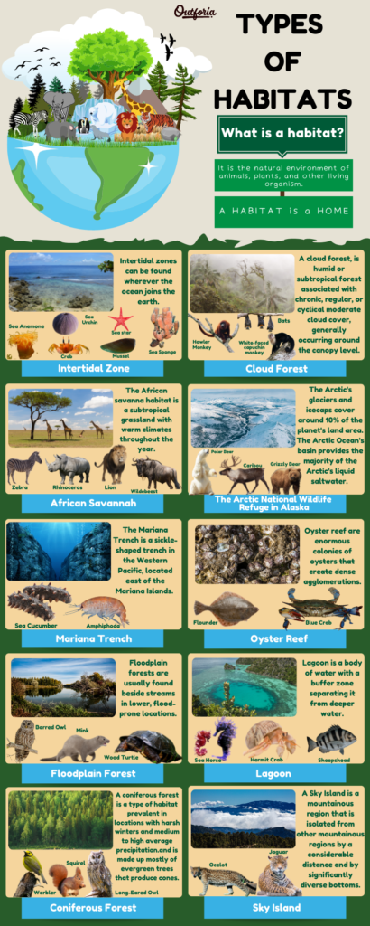 Types Of Habitat Infographics 410x1024 