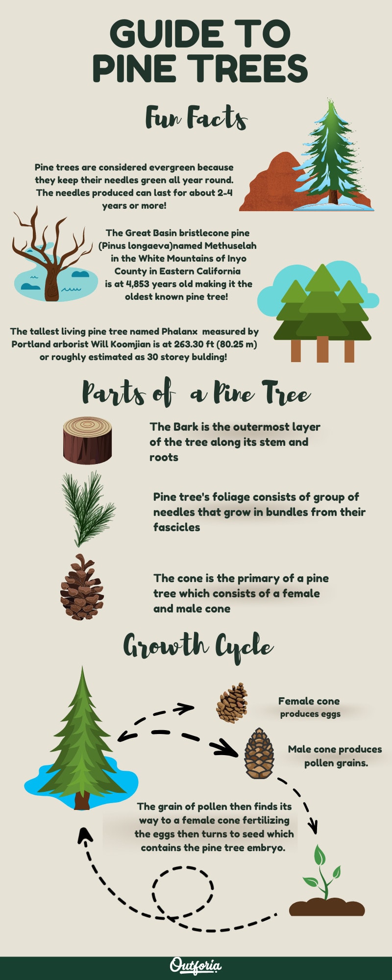 Types of Pine Trees Infographic for SEO Purposes