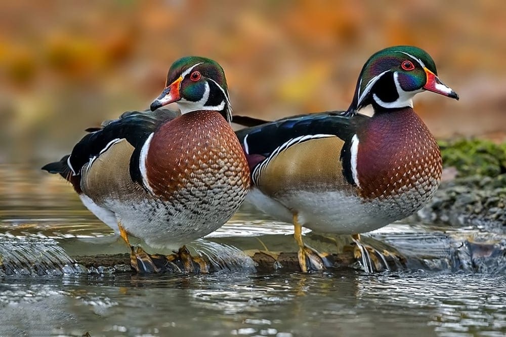 Image of two wood ducks