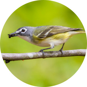 a blue-headed vireo with an insect in his mouth