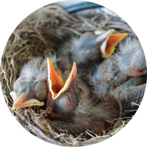 hungry baby American robins in a nest