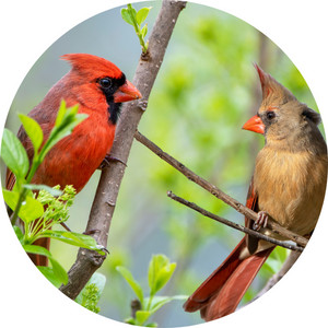 a pair of Northern Cardinals on a tree branch