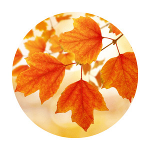 image of autumn leaves