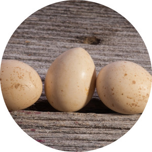 eggs of a ruffed grouse on a barn