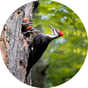 a mother pileated woodpecker with her babies on a tree hole