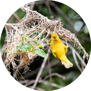 image of an American yellow warbler creating a nest on the forest
