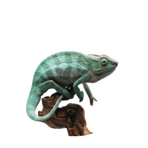 Image of a chameleon on a tree branch