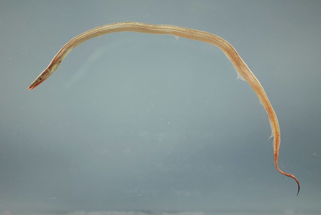 freckled pike-conger or Hoplunnis macrura type of eel