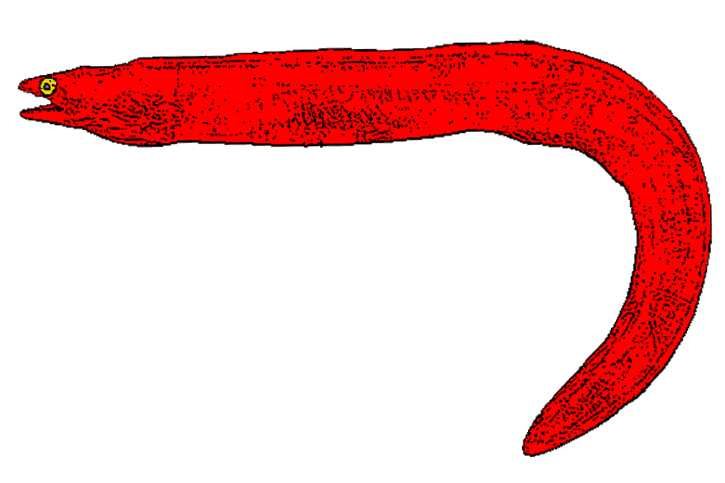 Drawing of red eel in white background
