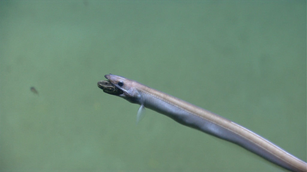 Image of a cutthroat eel with a food in its mouth
