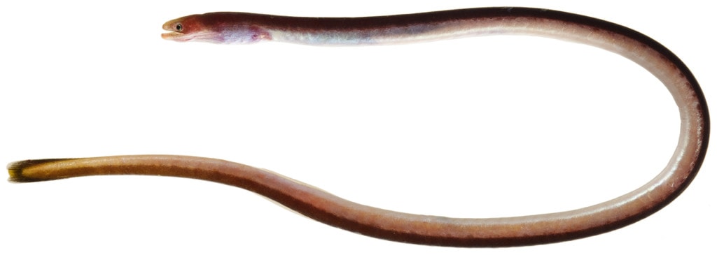 Image of spaghetti eel in white background