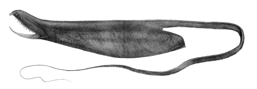  Saccopharynx ampullaceus from the family of Saccopharynx types of eels