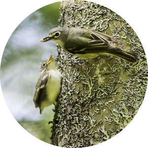 a mother blue-headed vireo feeding her baby