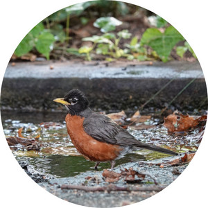 an American robin captured standing on a sidewalk