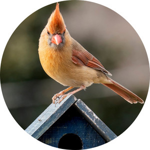 a northern cardinal standing on top of a bird house