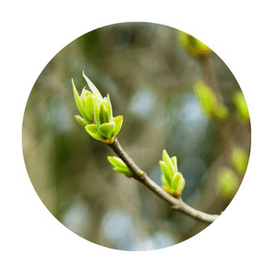 Image of new spring buds on a branch