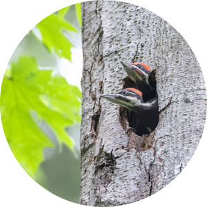 two young pileated woodpecker on a tree hole