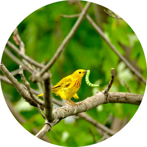 image of an American yellow warbler holding a worm in its mouth