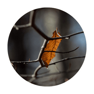 image of a dried leaf on a tree