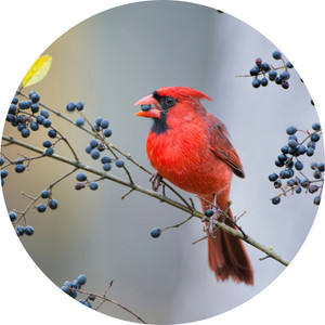 a northern cardinal feeding on berries 