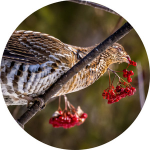 ruffed grouse eating berries from a tree