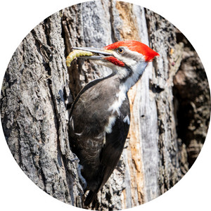 a male pileated woodpecker holding a larvae on his bill