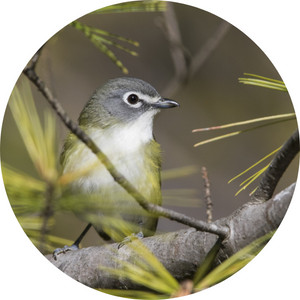 a blue-headed vireo sitting on a pine tree branch