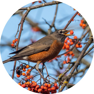 an American robin feeding on berries from trees