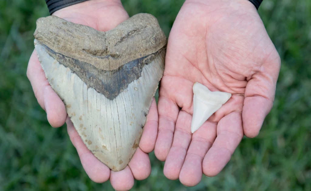 image of a tooth of a megalodon compared to a tooth of a modern great white shark