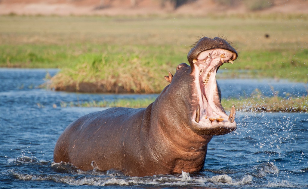 image of a hippopotamus in the water with its mouth opened
