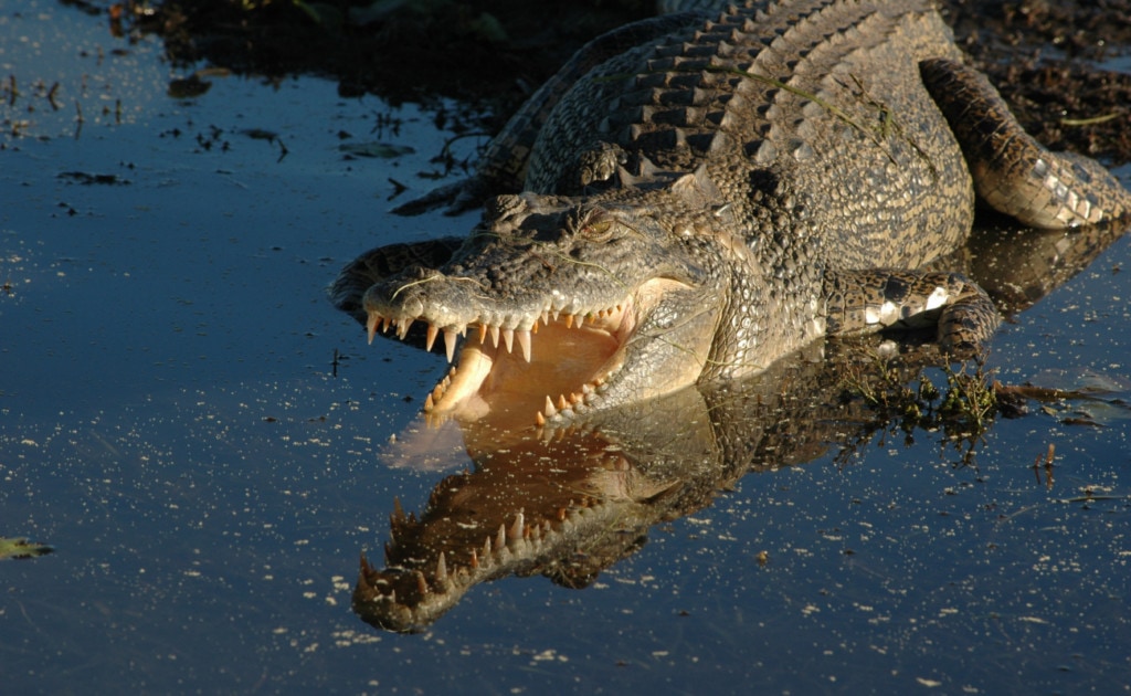 the saltwater crocodile is one of the animals with strongest bite force, crocodile on the lake with mouth opened