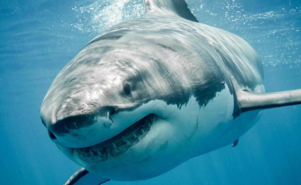 a great white shark is also one of the animals with strongest bite force of 4,000 psi