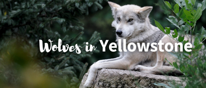 wolves in Yellowstone featured photo