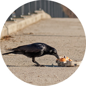 a crow eating egg on a sidewalk