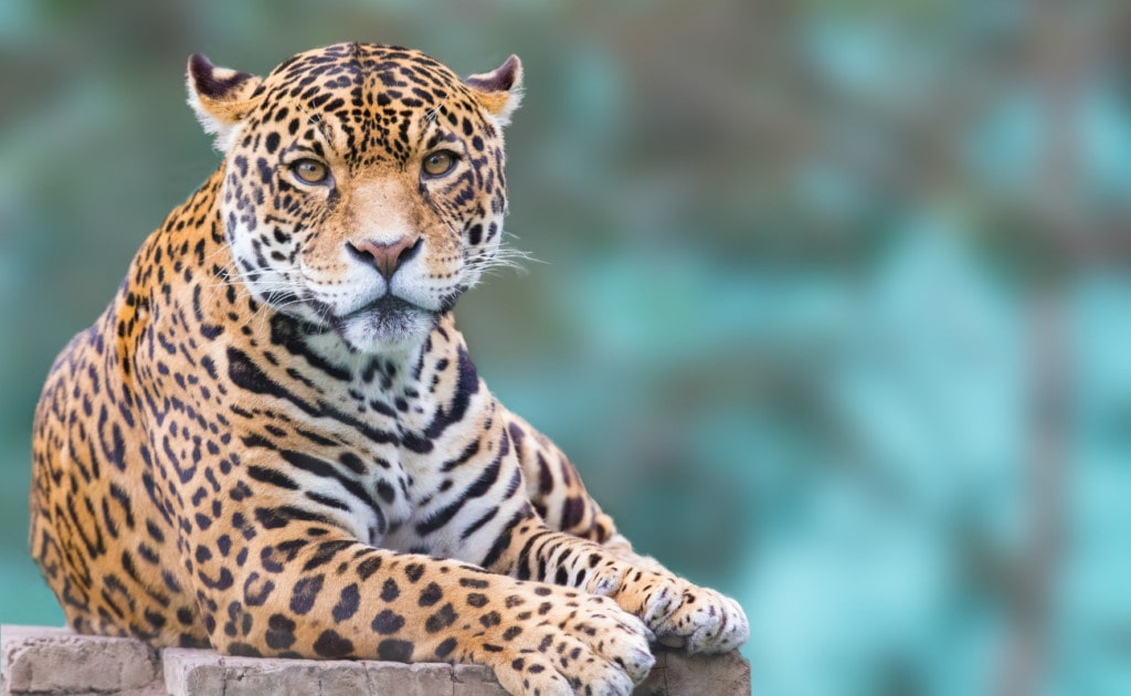 image of a jaguar resting on a cliff