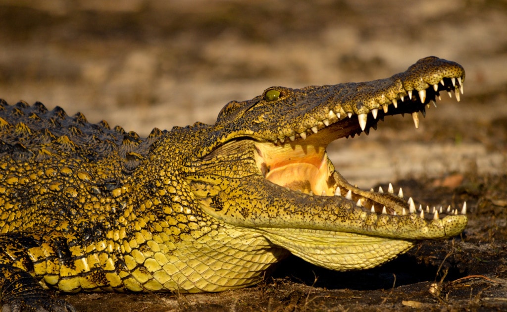 image of a Nile crocodile with opened mouth