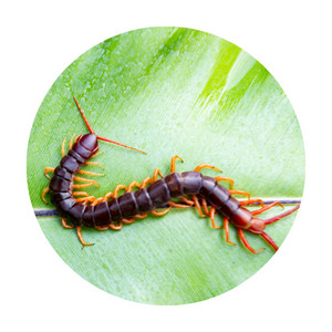 image of a centipede on a leaf