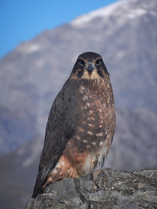  New Zealand Falcon species  or Falco novaeseelandiae standing o a rock