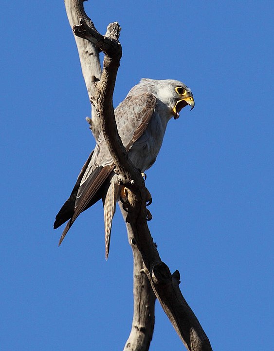 gray falcon species sitting on a tree branch with mouth opened