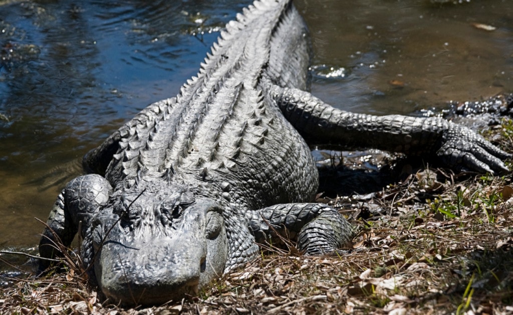 An American alligator has a strong bite force of 2,150 psi