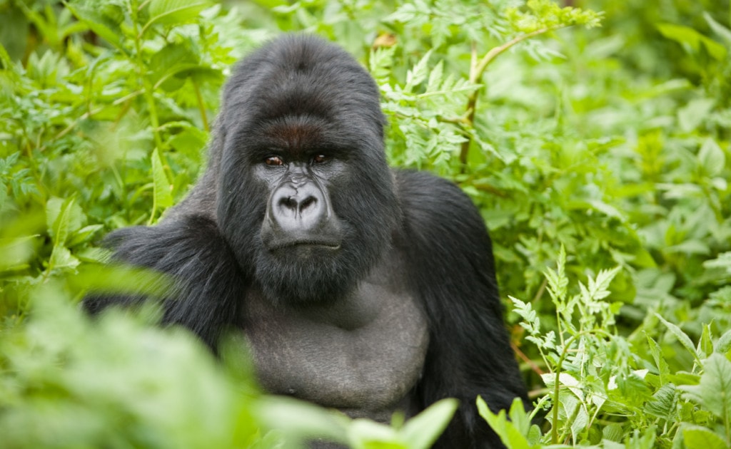 image of a gorilla in standing in a grass area