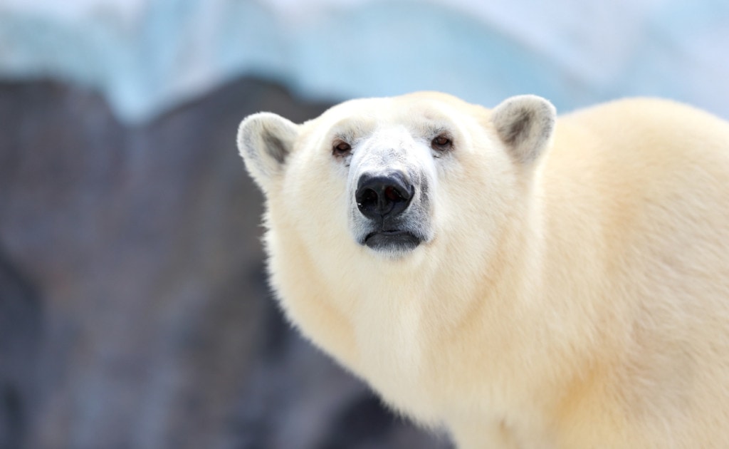 close up image a polar bear with a bite force of 1,200 psi