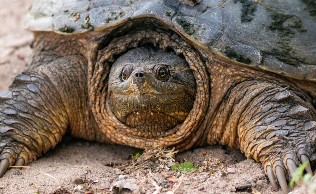 a snapping turtle with a bite force of 1,000 + psi