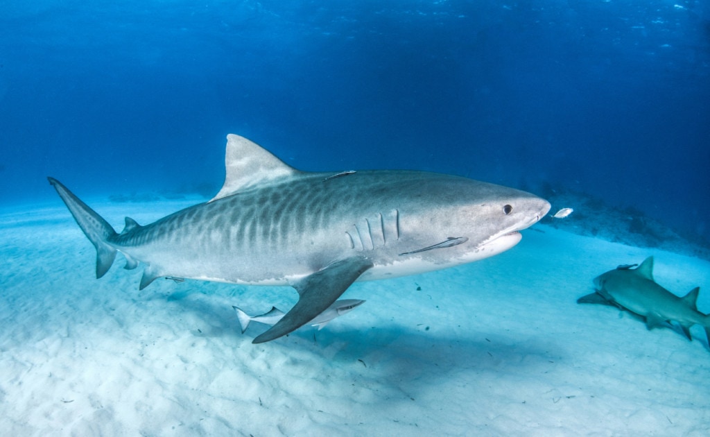 image of a tiger shark with a bite force of 300 psi